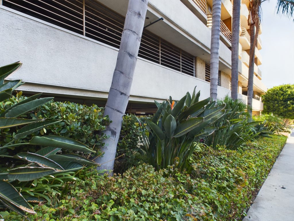 Apartments in Hollywood CA with a picturesque sidewalk lined with palm trees and bushes.
